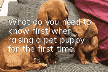 What do you need to know first when raising a pet puppy for the first time?