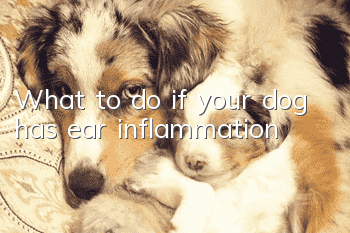What to do if your dog has ear inflammation