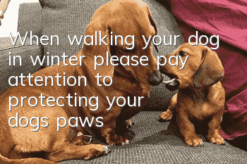 When walking your dog in winter, please pay attention to protecting your dog’s paws!