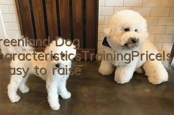 Greenland Dog Characteristics_Training_Price_Is it easy to raise?