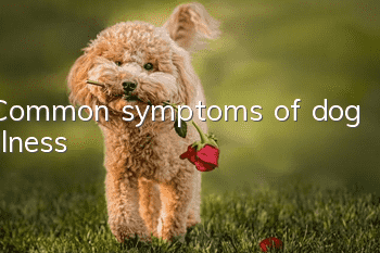 Common symptoms of dog illness
