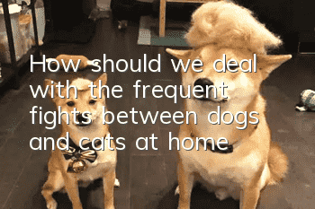 How should we deal with the frequent fights between dogs and cats at home?