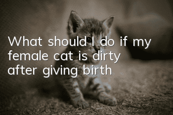 What should I do if my female cat is dirty after giving birth?