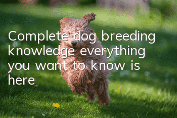 Complete dog breeding knowledge, everything you want to know is here!