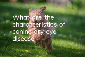 What are the characteristics of canine dry eye disease?