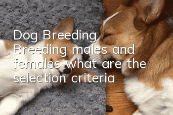 Dog Breeding | Breeding males and females, what are the selection criteria?