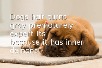 Dog's hair turns gray prematurely, expert: It's because it has inner demons!