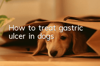 How to treat gastric ulcer in dogs