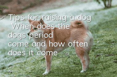 Tips for raising a dog | When does the dog’s “period” come and how often does it come?