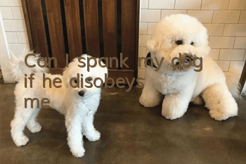 Can I spank my dog ​​if he disobeys me?