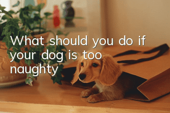 What should you do if your dog is too naughty?