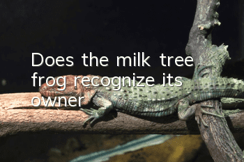 Does the milk tree frog recognize its owner?