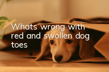 What’s wrong with red and swollen dog toes?