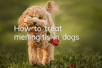 How to treat meningitis in dogs