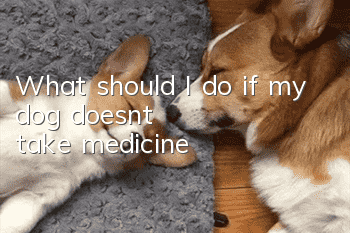 What should I do if my dog ​​doesn’t take medicine?