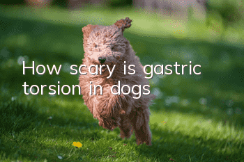 How scary is gastric torsion in dogs?