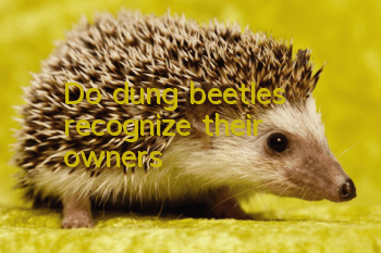 Do dung beetles recognize their owners?