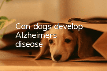 Can dogs develop Alzheimer's disease?