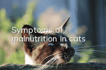 Symptoms of malnutrition in cats
