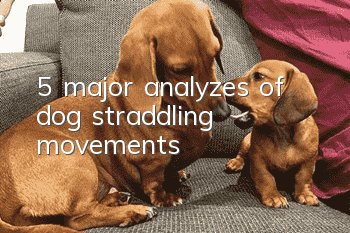 5 major analyzes of dog straddling movements