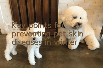 Key points for preventing pet skin diseases in winter