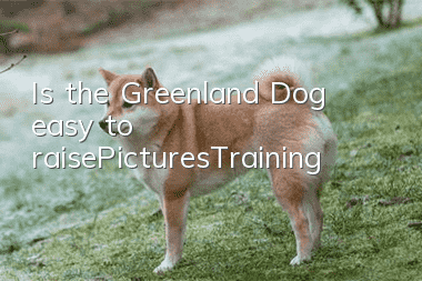 Is the Greenland Dog easy to raise?_Pictures_Training