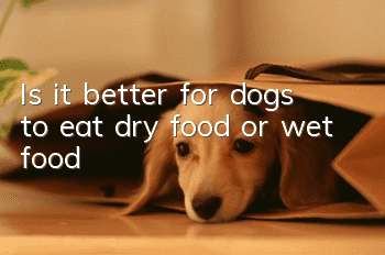 Is it better for dogs to eat dry food or wet food?