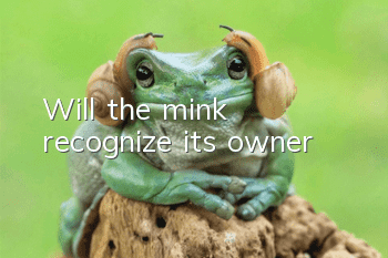 Will the mink recognize its owner?
