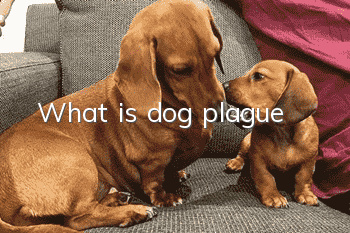 What is dog plague