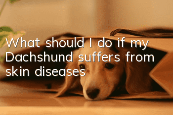 What should I do if my Dachshund suffers from skin diseases?