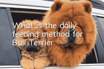 What is the daily feeding method for Bull Terrier?