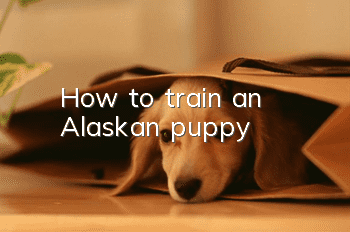 How to train an Alaskan puppy?