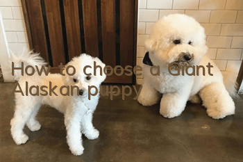 How to choose a Giant Alaskan puppy?