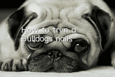 How to trim a Bulldog's nails?