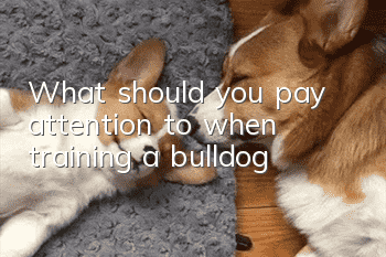 What should you pay attention to when training a bulldog?