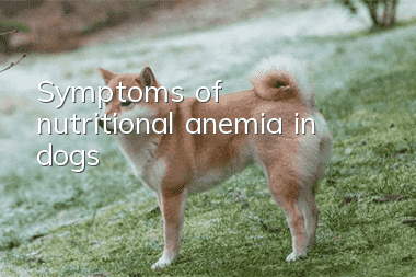 Symptoms of nutritional anemia in dogs