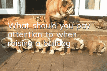 What should you pay attention to when raising a bulldog?