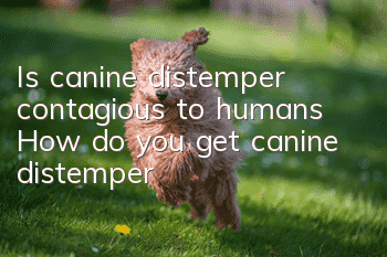 Is canine distemper contagious to humans? How do you get canine distemper?