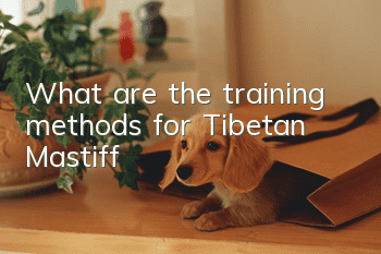 What are the training methods for Tibetan Mastiff?