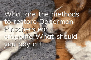 What are the methods to restore Doberman Pinscher’s ear cropping? What should you pay attention to when cutting ears?