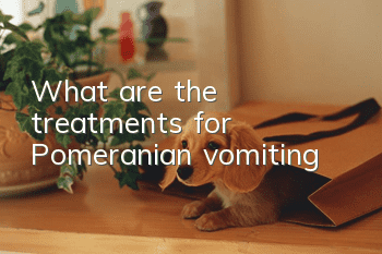What are the treatments for Pomeranian vomiting?