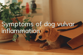 Symptoms of dog vulvar inflammation