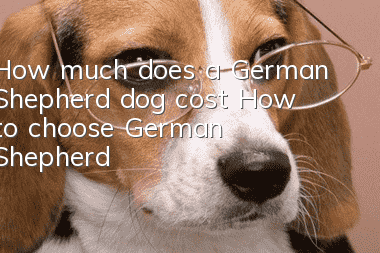 How much does a German Shepherd dog cost? How to choose German Shepherd?
