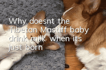 Why doesn’t the Tibetan Mastiff baby drink milk when it’s just born?