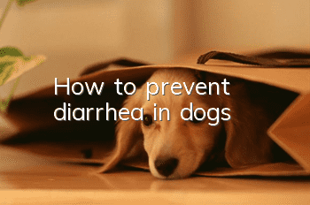 How to prevent diarrhea in dogs