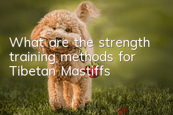 What are the strength training methods for Tibetan Mastiffs?