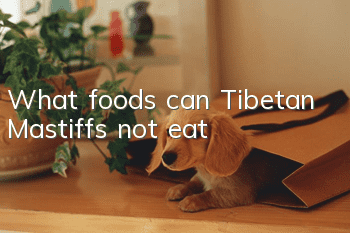 What foods can Tibetan Mastiffs not eat?