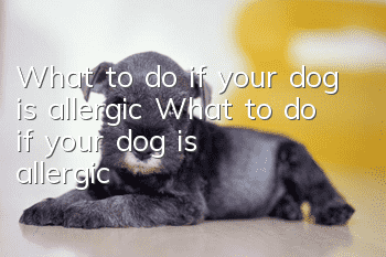 What to do if your dog is allergic What to do if your dog is allergic