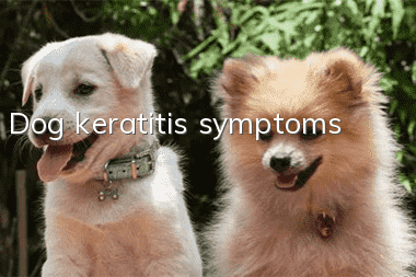 Dog keratitis symptoms