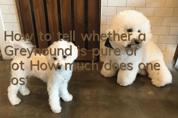 How to tell whether a Greyhound is pure or not? How much does one cost?